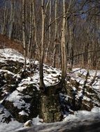 Nature Snow View