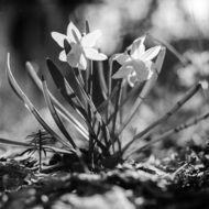 Daffodil flowers