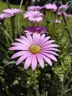 purple flowers in a garden
