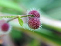 plant with round pink buds in the shape of balls