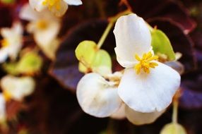 flower season in the garden