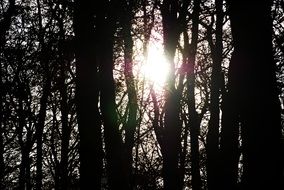 bright sun through evergreens