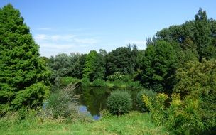 Pond in a green forest