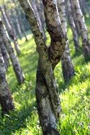 Birch Intertwined Tree