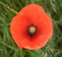 red poppy on a background of green grass in the garden