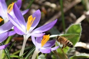 bee on colorful spring crocuses close-up