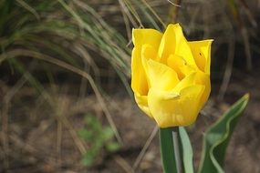 closeup photo of Beautiful yellow blossoming tulip
