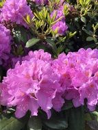 growing pink flowers in spring