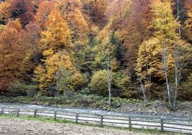 river along the autumn forest in romania