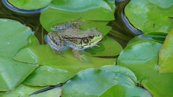 frog sitting on green leaves