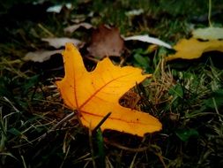 yellow leaf on the ground with green grass