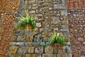 fascinating Weed Plants on pavement road