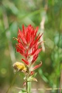 indian paintbrush or Castilleja