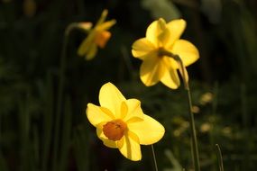 yellow daffodils in bright sunlight closeup