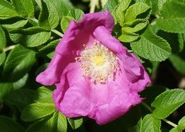 Rugosa rose blossom