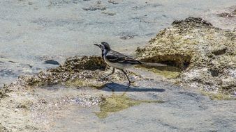 Cyprus seabird
