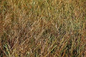 dry brown Grass on Meadow