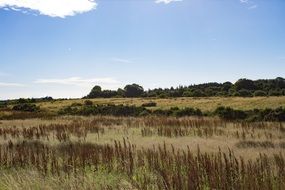 wheat fields in Scotland