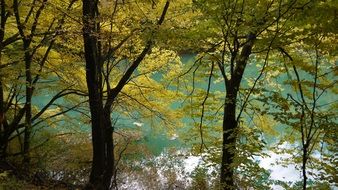 green trees by the lake in a national park