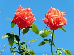 orange roses on a background of blue sky