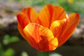 colorful tulip in the glare of sunlight