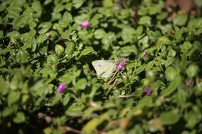 macro view of butterfly on a green flowering shrub