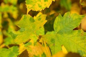 green and yellow Autumn Maple leaves