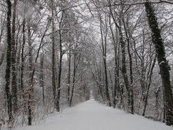 Winter Forest Snow path view