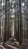 smooth rows of trees in the forest in the glare of the sun