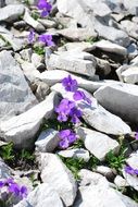 Beautiful blooming purple Flowers in Stones