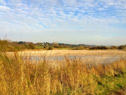 yellow grass by the river