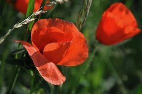 red poppies among green spikelets