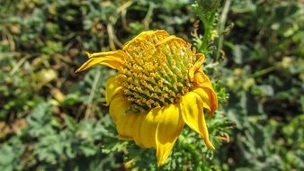 withered yellow flower among green plants