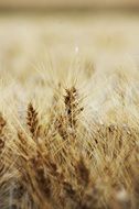 Spike in autumn Wheat Field closeup