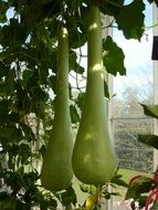 green pumpkin in the form of a bottle