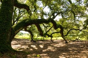 oak alley plantation in america