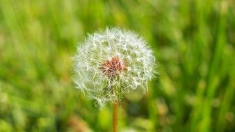 Wild dandelion in spring