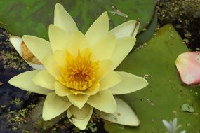 yellow water lily