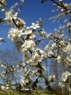 blooming branches of apricot tree