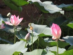 Beautiful blooming pink and white water lilies with leaves