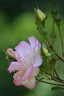 pastel rose with buds on a bush close up