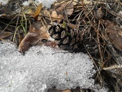 closeup photo of a bump lies in the snow