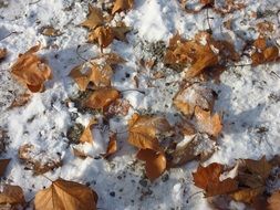 dry tree leaves under snow