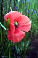 stunningly beautiful pink Poppy