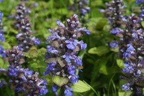 Ajuga close up