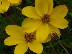 Yellow coreopsis flowers close up