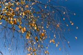 yellow Autumn Leaves at blue sky