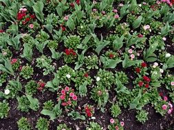 the small flowers in the flower garden