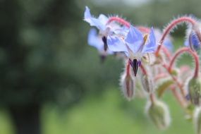 hairy purple flower in spring