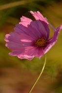 pink flower without leaves